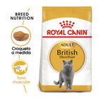 Royal Canin Adult British Shorthair ração para gatos  , , large image number null